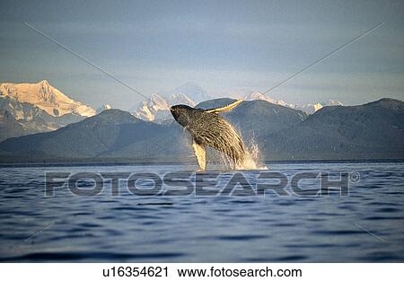 Humpback Whale breaching. Icy Straits, South East Alaska View Large Photo Image Stock Image - Humpback Whale breaching. Icy Straits, South East Alaska. Fotosearch