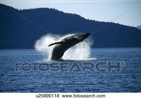 Humpback Whale breaching (Megaptera novaeangliae). Tenakee Inlet, S. E. Alaska View Large Photo Image Stock Photo - Humpback Whale breaching (Megaptera novaeangliae). Tenakee Inlet, S. E. Alaska. Fotosearch
