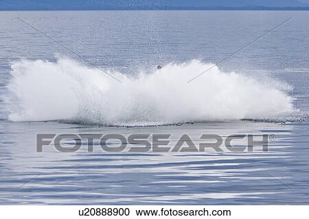 Humpback whale calf (Megaptera novaeangliae) breaching in south Frederick Sound, Southeast Alaska, USA. Pacific Ocean. Note the high number of barnacles on this calf's head and rostrum. View Large Photo Image Stock Image - Humpback whale calf (Megaptera novaeangliae) breaching in south Frederick Sound, Southeast Alaska, USA. Pacific Ocean. Note the high number of barnacles on this calf's head and rostrum.. Fotosearch