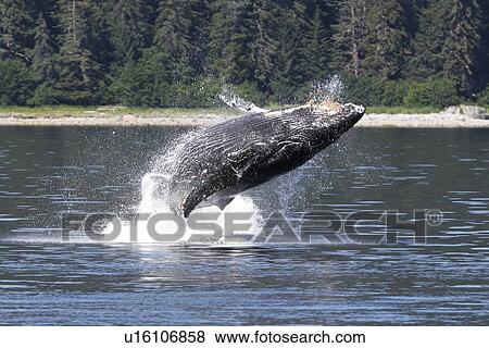 Humpback whale calf (Megaptera novaeangliae) breaching in Southeast Alaska, USA. Pacific Ocean. View Large Photo Image Stock Photo - Humpback whale calf (Megaptera novaeangliae) breaching in Southeast Alaska, USA. Pacific Ocean.. Fotosearch