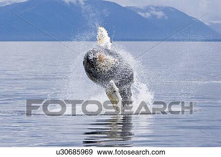 Stock Photo - Humpback whale calf (Megaptera novaeangliae) breaching in south Frederick Sound, Southeast Alaska, USA. Pacific Ocean. Note the high number of barnacles on this calf's head and rostrum.. Fotosearch