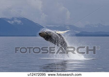 Stock Photography - Humpback whale calf (Megaptera novaeangliae) breaching in south Frederick Sound, Southeast Alaska, USA. Pacific Ocean. Note the high number of barnacles on this calf's head and rostrum.. Fotosearch