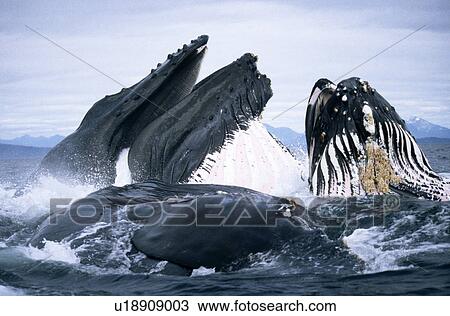 Stock Image - Humpback Whale feeding (Megaptera novaeangliae). Frederick Sd, S. E. Alaska. Fotosearch