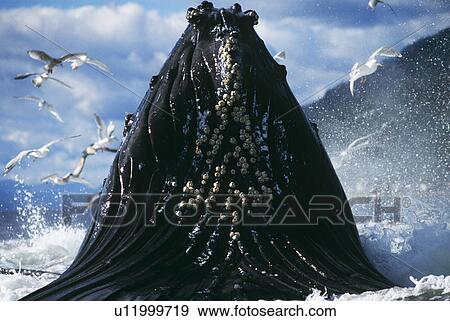 Humpback Whale feeding (Megaptera novaeangliae). View Large Photo Image Stock Photo - Humpback Whale feeding (Megaptera novaeangliae).. Fotosearch