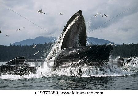 Stock Photo - Humpback Whale feeding (Megaptera novaeangliae).. Fotosearch