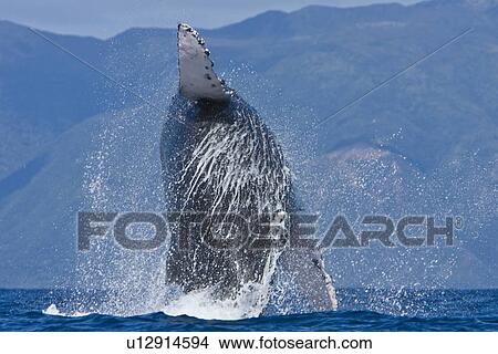Picture - Humpback whale (Megaptera novaeangliae) in the AuAu Channel between the islands of Maui and Lanai, Hawaii, USA. Each year humpback whales return to these waters in the winter and spring to mate and give birth to their calves. In the summer and fall they s. Fotosearch