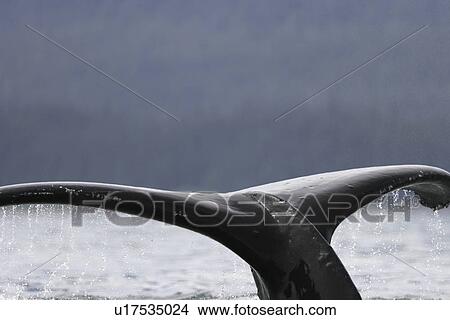Picture - Humpback Whale (Megaptera novaeangliae) Adult fluke-up dive in Southeast Alaska, USA. Pacific Ocean.. Fotosearch