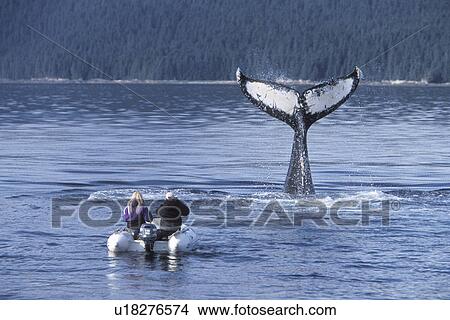 Humpback Whale (Megaptera novaeangliae) tail-slapping near researchers. Chatham Strait, Southeast Alaska, USA. View Large Photo Image Picture - Humpback Whale (Megaptera novaeangliae) tail-slapping near researchers. Chatham Strait, Southeast Alaska, USA.. Fotosearch