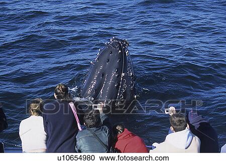 Stock Image - Humpback whale, Megaptera novaeangliae, being friendly or curious towards whale watch boat, animal is spy hopping, Monterey bay, California, USA, Pacific ocean, national marine sanctuary, endangered. Fotosearch