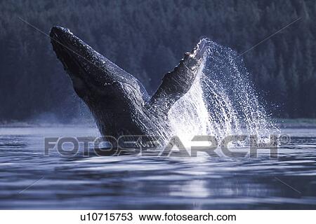 Stock Image - Humpback Whale (Megaptera novaeangliae) breaching. Icy Strait, Southeast Alaska, USA.. Fotosearch