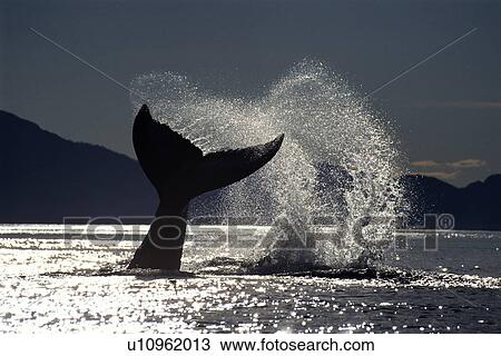 Humpback whale (Megaptera novaeangliae) tail slapping with its flukes. Alaska View Large Photo Image Stock Image - Humpback whale (Megaptera novaeangliae) tail slapping with its flukes. Alaska. Fotosearch