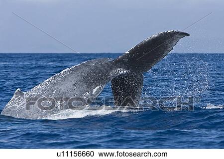 Humpback whale (Megaptera novaeangliae) in the AuAu Channel between the islands of Maui and Lanai, Hawaii, USA. Each year humpback whales return to these waters in the winter and spring to mate and give birth to their calves. In the summer and fall they s View Large Photo Image Stock Image - Humpback whale (Megaptera novaeangliae) in the AuAu Channel between the islands of Maui and Lanai, Hawaii, USA. Each year humpback whales return to these waters in the winter and spring to mate and give birth to their calves. In the summer and fall they s. Fotosearch