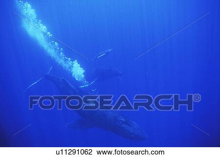 Humpback Whale (Megaptera novaeangliae) Escort/mother/calf underwater (note escort blowing bubble curtain) in the AuAu Channel off Maui, Hawaii, USA. Pacific Ocean. View Large Photo Image Stock Image - Humpback Whale (Megaptera novaeangliae) Escort/mother/calf underwater (note escort blowing bubble curtain) in the AuAu Channel off Maui, Hawaii, USA. Pacific Ocean.. Fotosearch