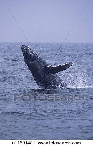 Stock Image - Humpback whale (Megaptera novaeangliae) breaching, Monterey Bay, California, USA. Fotosearch