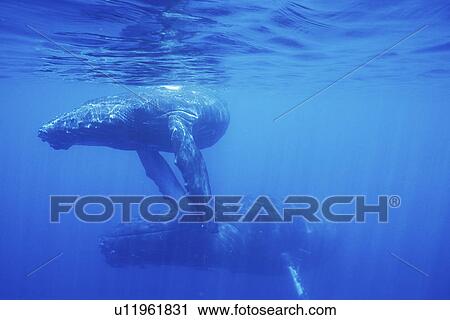 Stock Image - Humpback Whale (Megaptera novaeangliae) Mother and calf underwater, AuAu Channel, Maui, Hawaii, USA. Pacific Ocean.. Fotosearch