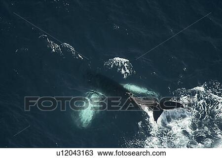 Stock Image - Humpback whale (Megaptera novaeangliae) at the surface and tail slapping continuously. Aerial photograph. Husavik, Iceland. Fotosearch
