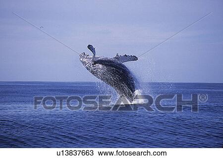 Stock Image - Humpback whale, Megaptera novaeangliae, breaching, Monterey bay, California, USA, Pacific ocean, national marine sanctuary, endangered. Fotosearch