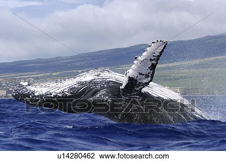 Humpback Whale (Megaptera novaeangliae) Breaching on the Auau Channel, Maui, Hawaii, North America View Large Photo Image Stock Image - Humpback Whale (Megaptera novaeangliae) Breaching on the Auau Channel, Maui, Hawaii, North America. Fotosearch
