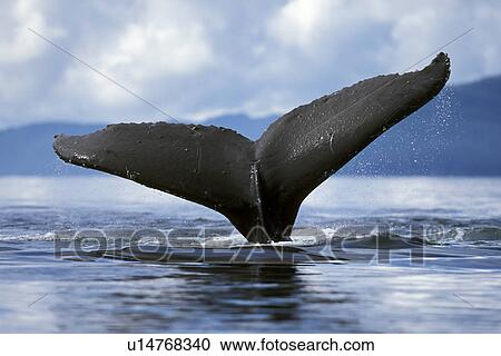 Stock Image - Humpback Whale (Megaptera novaeangliae) Adult fluke-up dive. Icy Strait, Southeast Alaska, USA.. Fotosearch