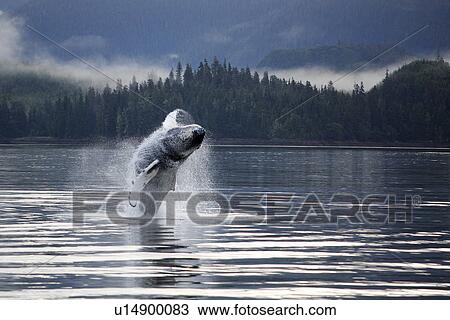 Stock Image - Humpback Whale (Megaptera novaeangliae) calf breaching in Hobart Bay, Southeast Alaska, USA. Pacific Ocean.. Fotosearch