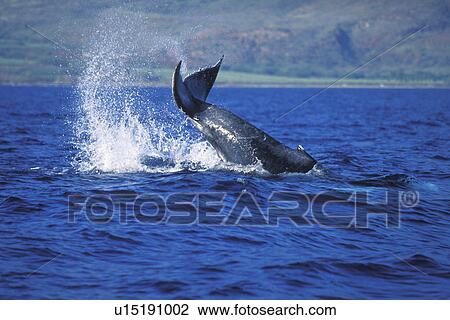 Stock Image - Humpback Whale (Megaptera novaeangliae) Calf tail-lobbing AuAu Channel, Maui, Hawaii, USA. Pacific Ocean.. Fotosearch