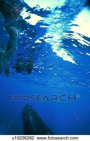 Stock Image - Humpback Whale (Megaptera novaeangliae) Curious adult approaches boat underwater (people hanging over the side of the boat wearing masks to view whale) Near Maui, Hawaii, USA. Pacific Ocean.. Fotosearch