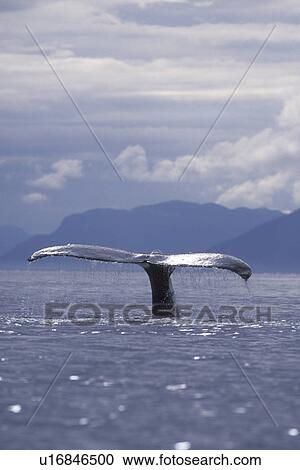 Humpback Whale (Megaptera novaeangliae) Adult fluke-up dive. Frederick Sound, Southeast Alaska, USA. Pacific Ocean. View Large Photo Image Stock Image - Humpback Whale (Megaptera novaeangliae) Adult fluke-up dive. Frederick Sound, Southeast Alaska, USA. Pacific Ocean.. Fotosearch