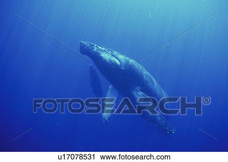 Stock Image - Humpback Whale (Megaptera novaeangliae) Mother and calf underwater in the AuAu Channel, Maui, Hawaii, USA.. Fotosearch