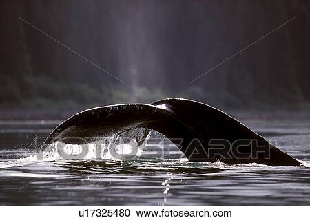 Stock Image - Humpback Whale (Megaptera novaeangliae) fluke-up dive in Icy Strait, Southeast Alaska, USA.. Fotosearch