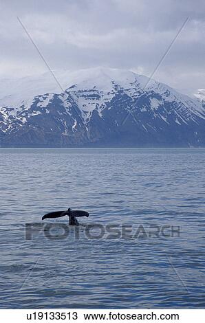 Humpback whale (Megaptera novaeangliae) fluking up for a deep dive in fjordland, with snow behind on the Mountains of Kinn. Husavik, Iceland View Large Photo Image Stock Image - Humpback whale (Megaptera novaeangliae) fluking up for a deep dive in fjordland, with snow behind on the Mountains of Kinn. Husavik, Iceland. Fotosearch