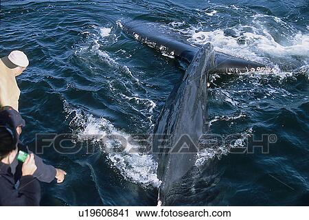 Stock Image - Humpback whale (Megaptera novaeangliae) being friendly or curious towards whale watch boat, view of tail fluke. National marine sanctuary, Monterey bay, California Pacific ocean, USA.. Fotosearch