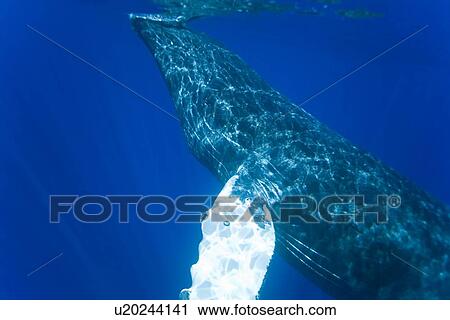 Humpback whale (Megaptera novaeangliae) underwater in the AuAu Channel between the islands of Maui and Lanai, Hawaii, USA. Each year humpback whales return to these waters in the winter and spring to mate and give birth to their calves. In the summer and View Large Photo Image Stock Image - Humpback whale (Megaptera novaeangliae) underwater in the AuAu Channel between the islands of Maui and Lanai, Hawaii, USA. Each year humpback whales return to these waters in the winter and spring to mate and give birth to their calves. In the summer and . Fotosearch