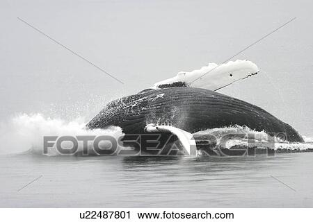 Stock Image - Humpback Whale (Megaptera novaeangliae) Adult breaching near the Five Fingers Island Group in Southeast Alaska, USA. Pacific Ocean.. Fotosearch