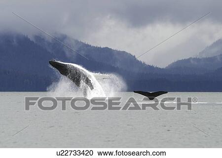 Stock Image - Humpback Whale (Megaptera novaeangliae) breaching in Stephens Passage, Southeast Alaska, USA. Pacific Ocean. Southeast Alaska, USA. Pacific Ocean. (rr). Fotosearch