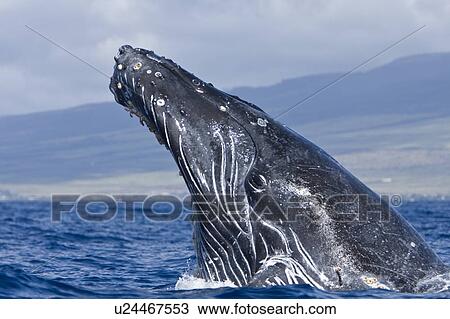 Humpback whale (Megaptera novaeangliae) in the AuAu Channel between the islands of Maui and Lanai, Hawaii, USA. Each year humpback whales return to these waters in the winter and spring to mate and give birth to their calves. In the summer and fall they s View Large Photo Image Stock Image - Humpback whale (Megaptera novaeangliae) in the AuAu Channel between the islands of Maui and Lanai, Hawaii, USA. Each year humpback whales return to these waters in the winter and spring to mate and give birth to their calves. In the summer and fall they s. Fotosearch