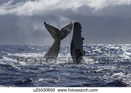 Humpback Whale (Megaptera novaeangliae) Two, Auau Channel, Maui, Hawaii, North America View Large Photo Image Stock Image - Humpback Whale (Megaptera novaeangliae) Two, Auau Channel, Maui, Hawaii, North America. Fotosearch