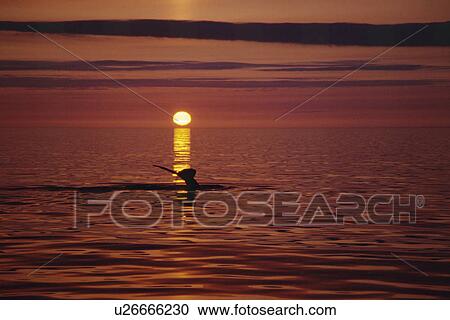 Stock Image - Humpback whale (Megaptera novaeangliae) fluking up for a deep dive with the midnight sun setting behind. Near Husavik on the north coast of Iceland. Fotosearch