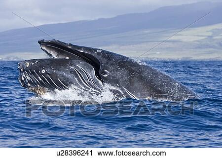 Stock Image - Humpback whale (Megaptera novaeangliae) in the AuAu Channel between the islands of Maui and Lanai, Hawaii, USA. Each year humpback whales return to these waters in the winter and spring to mate and give birth to their calves. In the summer and fall they s. Fotosearch