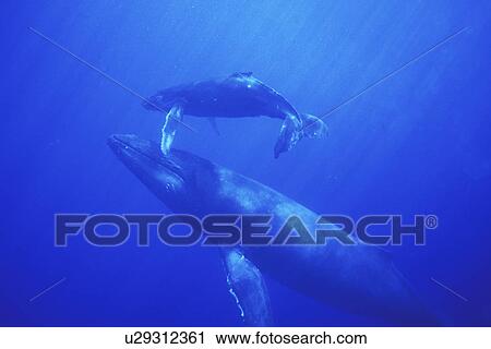 Stock Image - Humpback Whale (Megaptera novaeangliae) Mother and calf underwater in the AuAu Channel, Maui, Hawaii, USA. Pacific Ocean.. Fotosearch