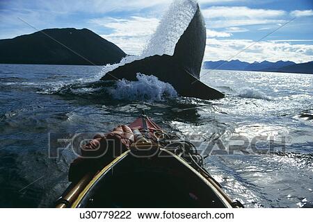 Stock Image - Humpback Whale (Megaptera novaeangliae) flicking flukes. Chatham Straits, S. E. Alaska. Fotosearch