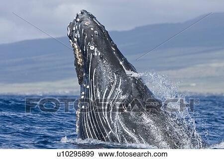 Stock Photo - Humpback whale (Megaptera novaeangliae) in the AuAu Channel between the islands of Maui and Lanai, Hawaii, USA. Each year humpback whales return to these waters in the winter and spring to mate and give birth to their calves. In the summer and fall they s. Fotosearch