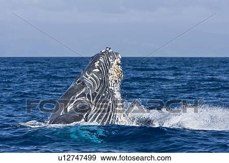 Stock Photo - Humpback whale (Megaptera novaeangliae) in the AuAu Channel between the islands of Maui and Lanai, Hawaii, USA. Each year humpback whales return to these waters in the winter and spring to mate and give birth to their calves. In the summer and fall they s. Fotosearch