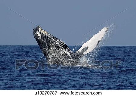 Stock Photo - Humpback whale, Megaptera novaeangliae, breaching, Kailua-Kona, Big Island, Hawaii (Pacific). Fotosearch