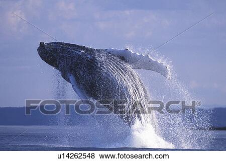 Stock Photo - Humpback Whale (Megaptera novaeangliae) Adult breaching Lynn Canal, Southeast Alaska, USA. Pacific Ocean.. Fotosearch