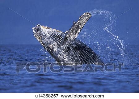 Stock Photo - Humpback Whale (Megaptera novaeangliae) Calf breaching. Chatham Strait, Southeast Alaska, USA. Pacific Ocean.. Fotosearch