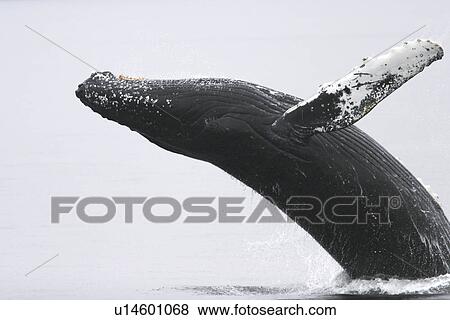 Stock Photo - Humpback Whale (Megaptera novaeangliae) Adult breaching near the Five Fingers Island Group in Southeast Alaska, USA. Pacific Ocean.. Fotosearch