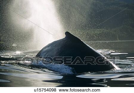 Humpback Whale (Megaptera novaeangliae) surfacing and blowing. View Large Photo Image Stock Photo - Humpback Whale (Megaptera novaeangliae) surfacing and blowing. . Fotosearch