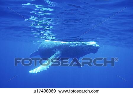 Humpback Whale (Megaptera novaeangliae) Curious calf approaches camera underwater. AuAu Channel, Maui, Hawaii, USA View Large Photo Image Stock Photo - Humpback Whale (Megaptera novaeangliae) Curious calf approaches camera underwater. AuAu Channel, Maui, Hawaii, USA. Fotosearch