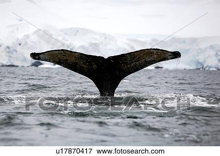Stock Photo - Humpback Whale (Megaptera novaeangliae) Adult fluke-up dive. Wilhelmina Bay, Antarctica.. Fotosearch