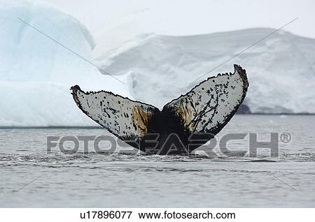 Stock Photo - Humpback whale (Megaptera novaeangliae) showing tail flukes, with markings, as it dives close to ice bergs. Antarctica.. Fotosearch